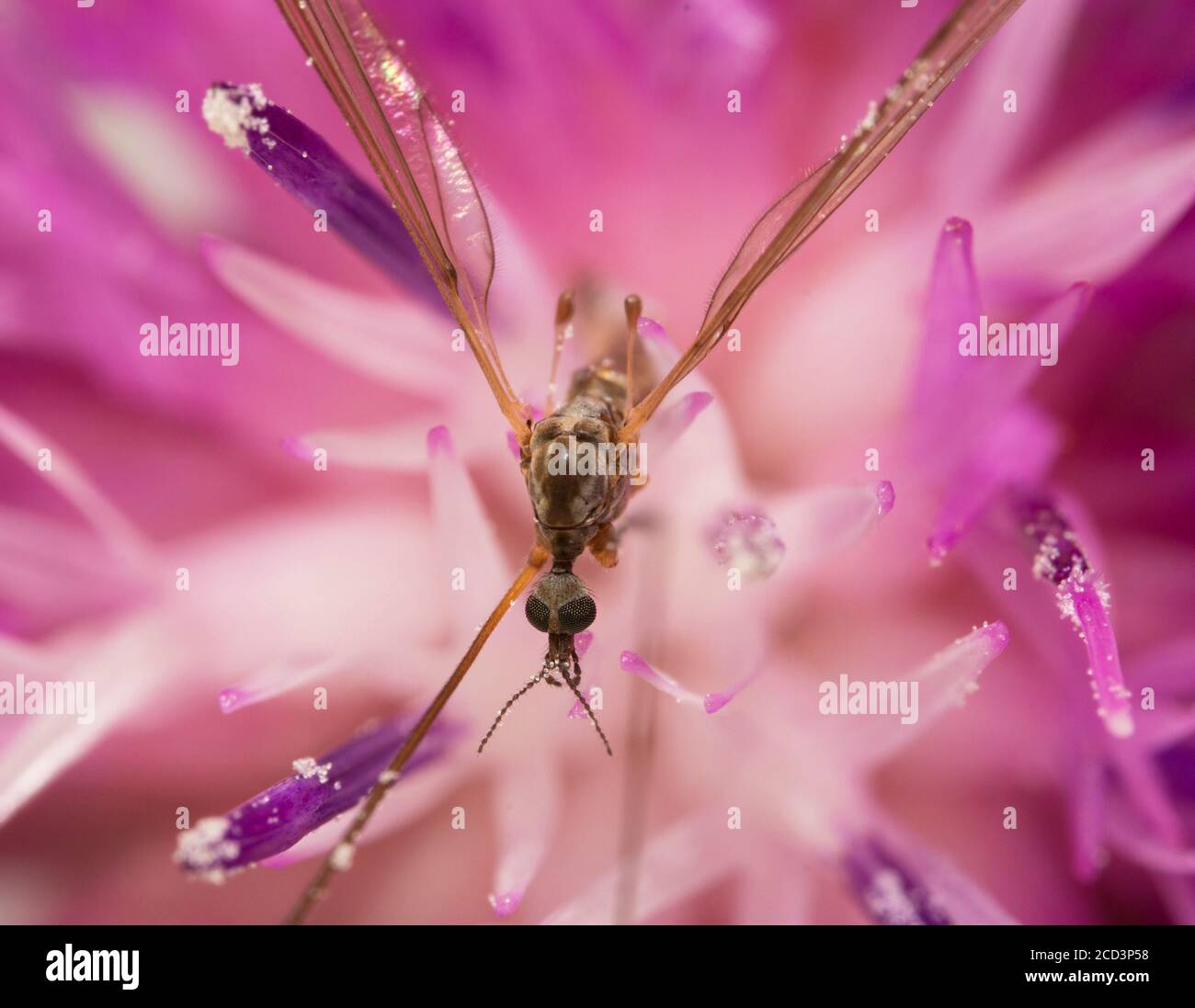 Macro view of Crane fly on the pink flower. Tipula maxima. Stock Photo