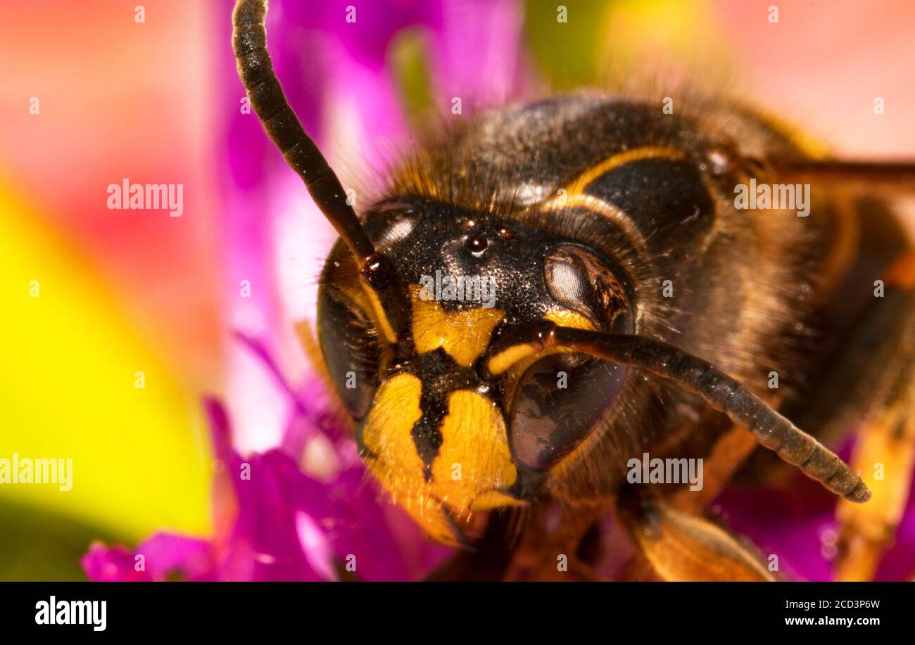 Macro view of European paper wasp. Polistes nimpha Stock Photo Alamy