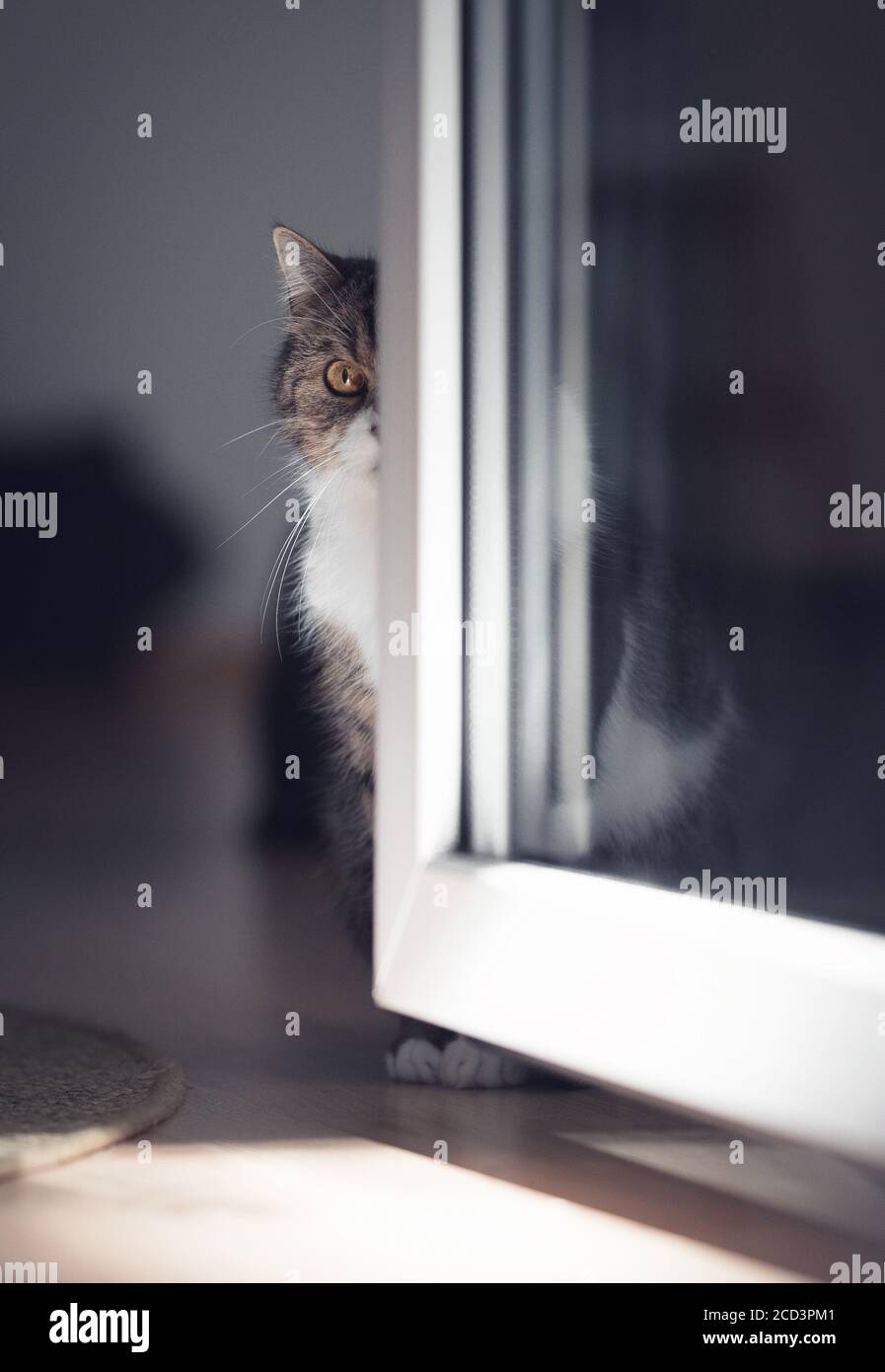 shy tabby british shorthair cat hiding behind door lookinng at camera Stock Photo