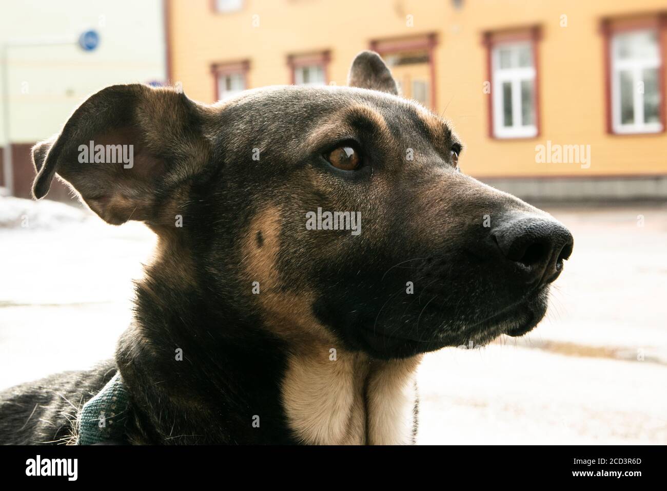 Adorable mixed breeds dog portrait in suburban  area Stock Photo