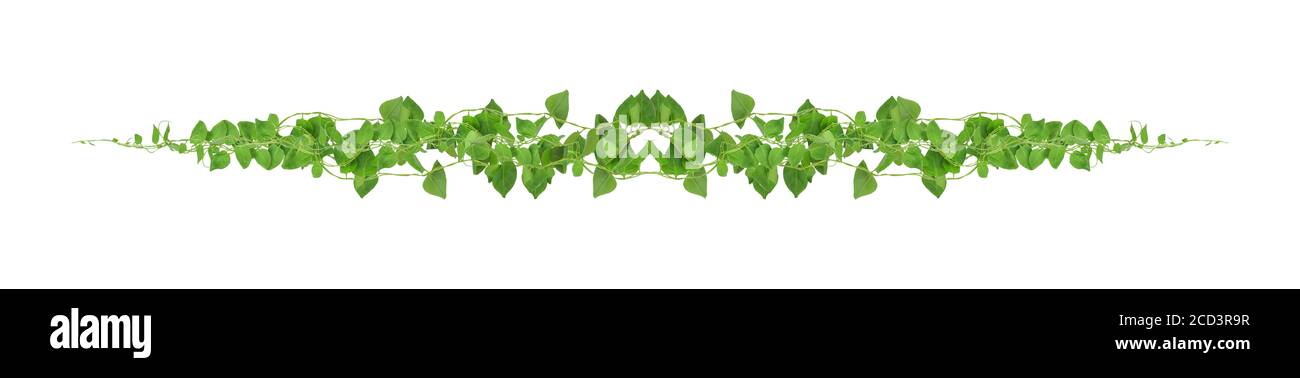 Heart shaped green leaves climbing vines ivy of cowslip creeper (Telosma cordata) the creeper forest plant growing in wild isolated on white backgroun Stock Photo