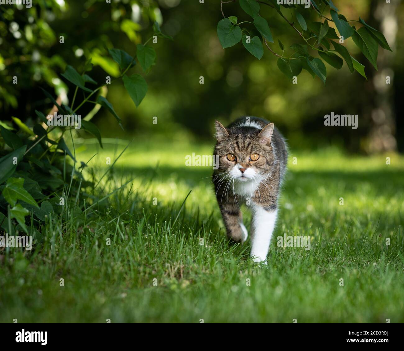 front view of a tabby white british shorthair cat under a bush in ...