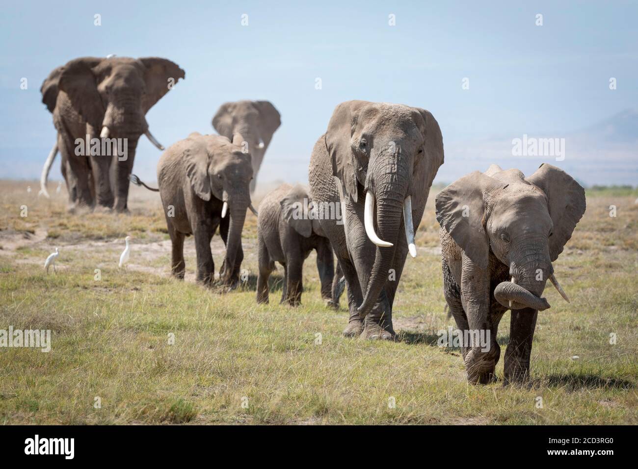 Elephant family walking in line in grassy vast plains of Amboseli National Park in Kenya Stock Photo