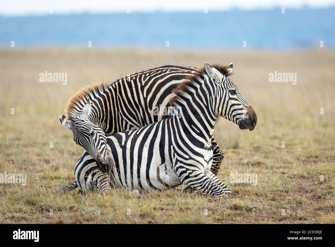 Adult zebra with unusual blue eyes sitting on the ground with another zebra trying to get her attention in Amboseli Kenya Stock Photo