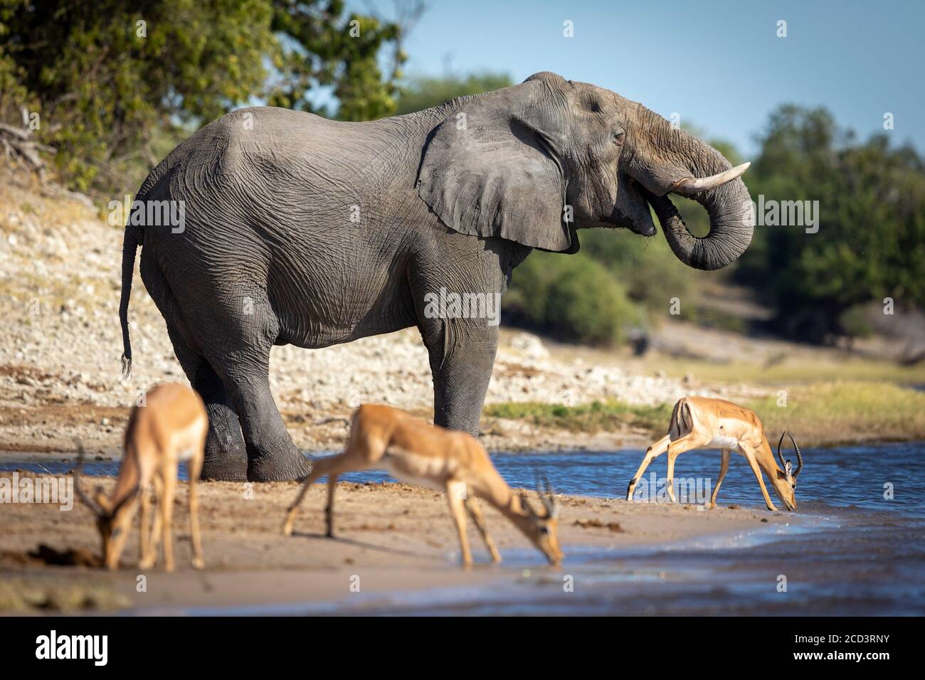 Thirsty elephant drinking water with three impala standing next to him in Chobe River in Botswana Stock Photo