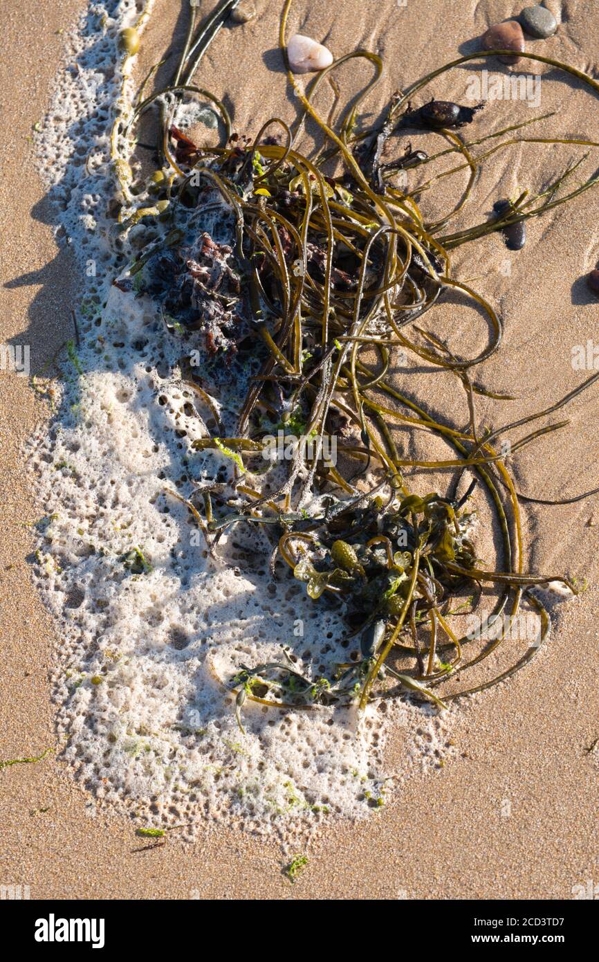 Natures flotsam and jetsam washed up on Westport beach, Kintyre, Argyle and Bute, Scotland. Stock Photo