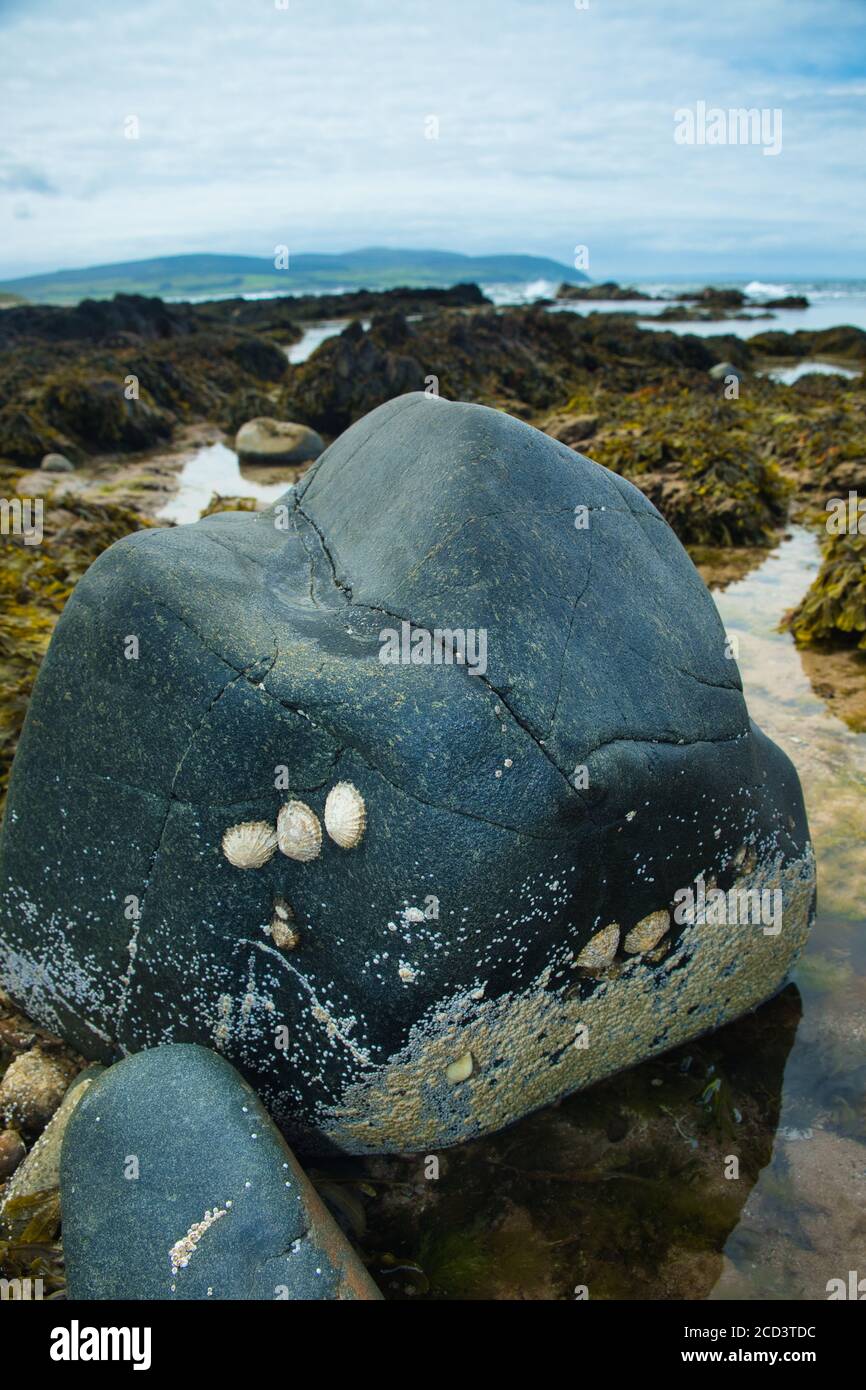 Three limpets clinging to a rock when the tide is out. The rock pools still have water in them.   Westport beach, Kintyre, Argyle and Bute, Scotland. Stock Photo