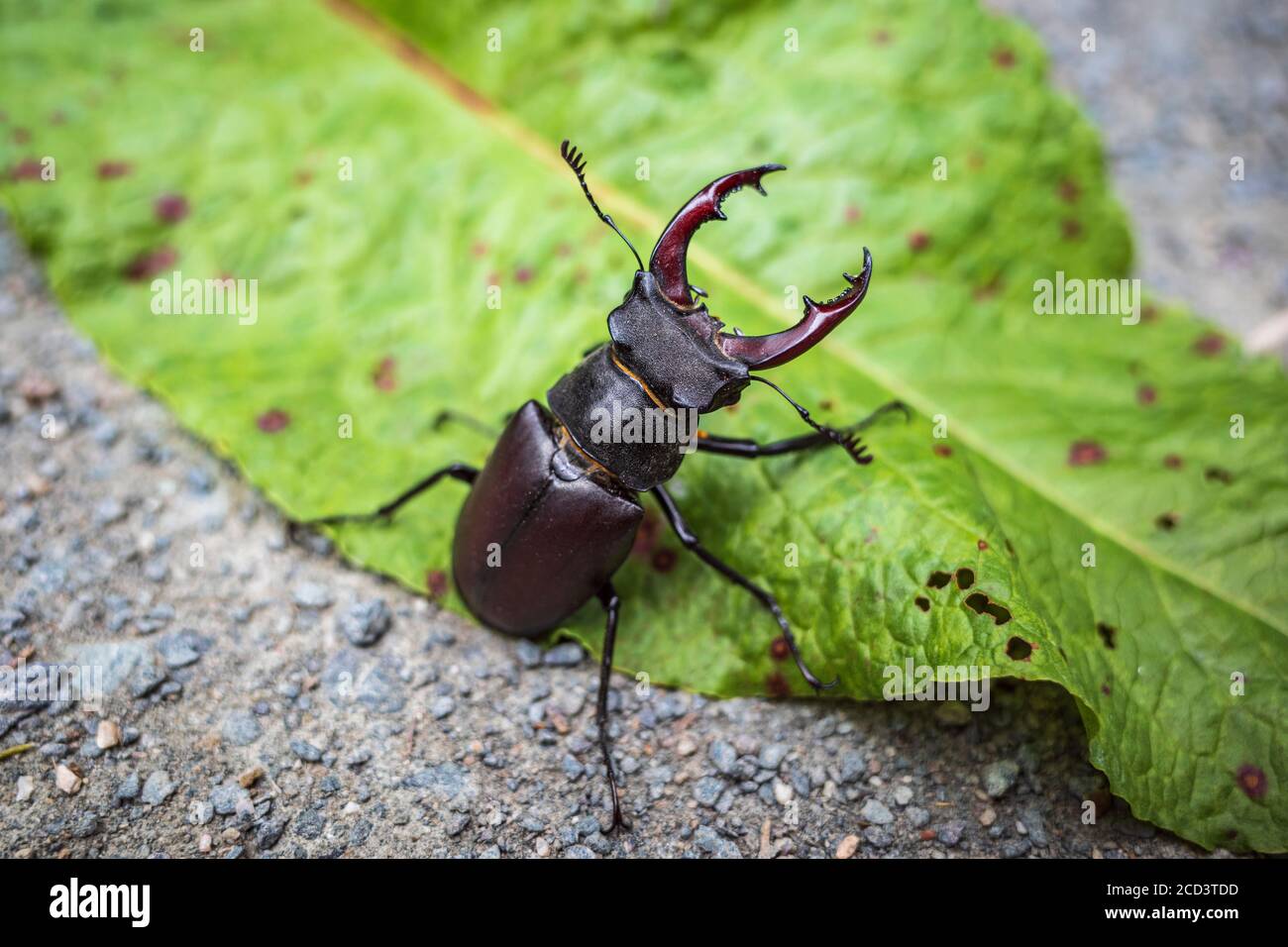 stag beetle, lucanus cervus. Europe Stock Photo
