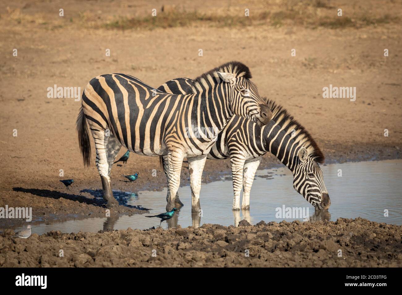 Two zebras drinking water in golden afternoon light in Kruger in South Africa Stock Photo