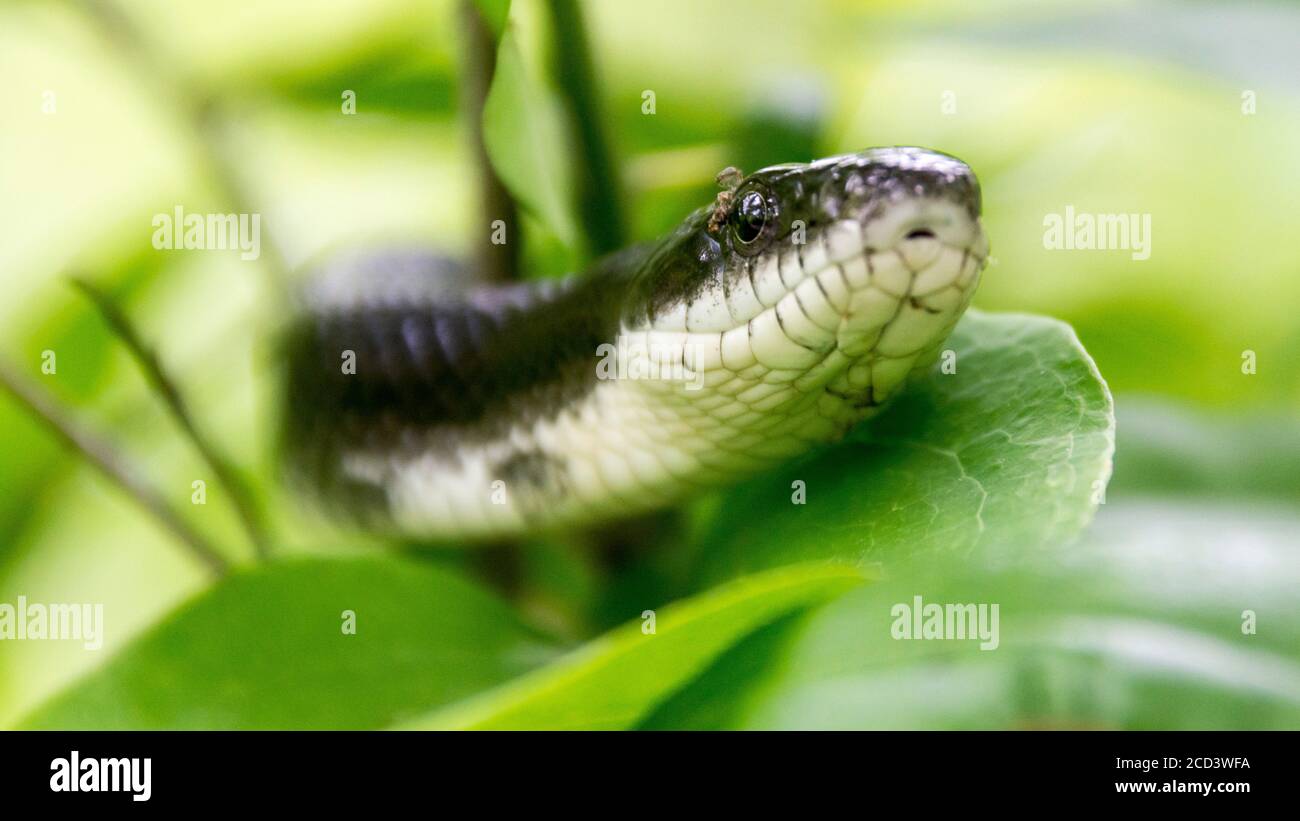A close-up of a black and white snake reveals the texture of its skin as it climbs a green leafy tree. Stock Photo