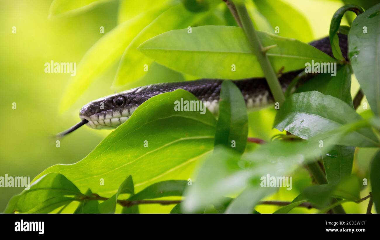 A yellow and black snake flicks its tongue while climbing a tree branch. Stock Photo