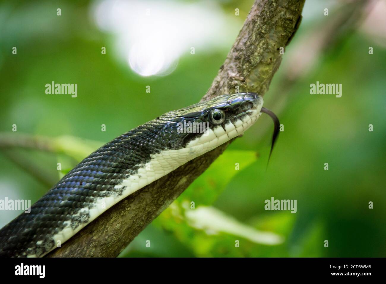 A white and black snake flicks its tongue while climbing a tree branch