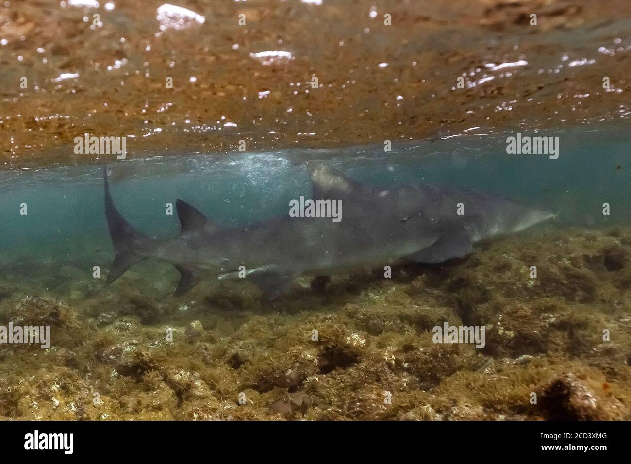Lemon Shark swimming in Altantic ocean off Cape Verde islands Stock
