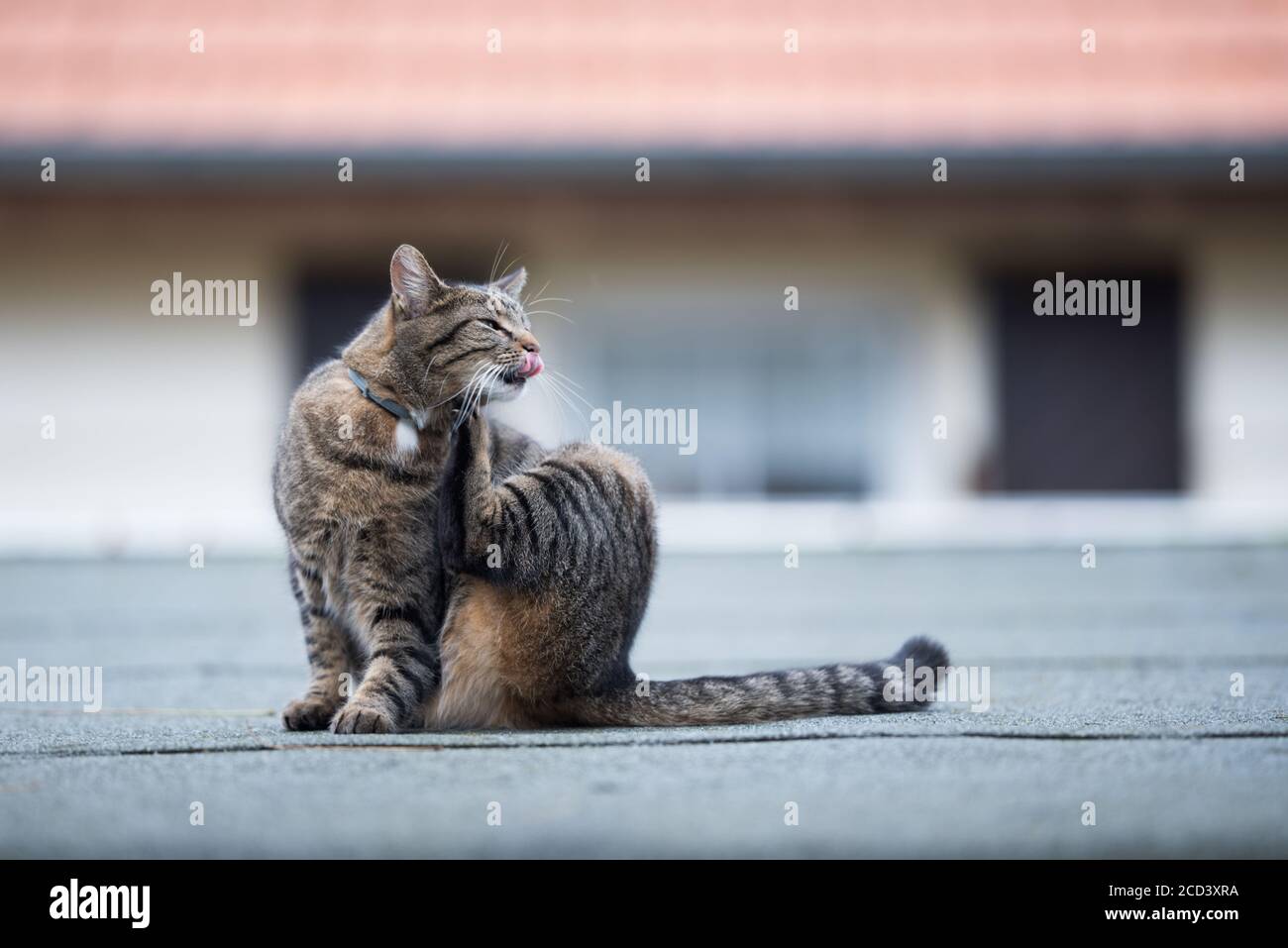cat scratching collar