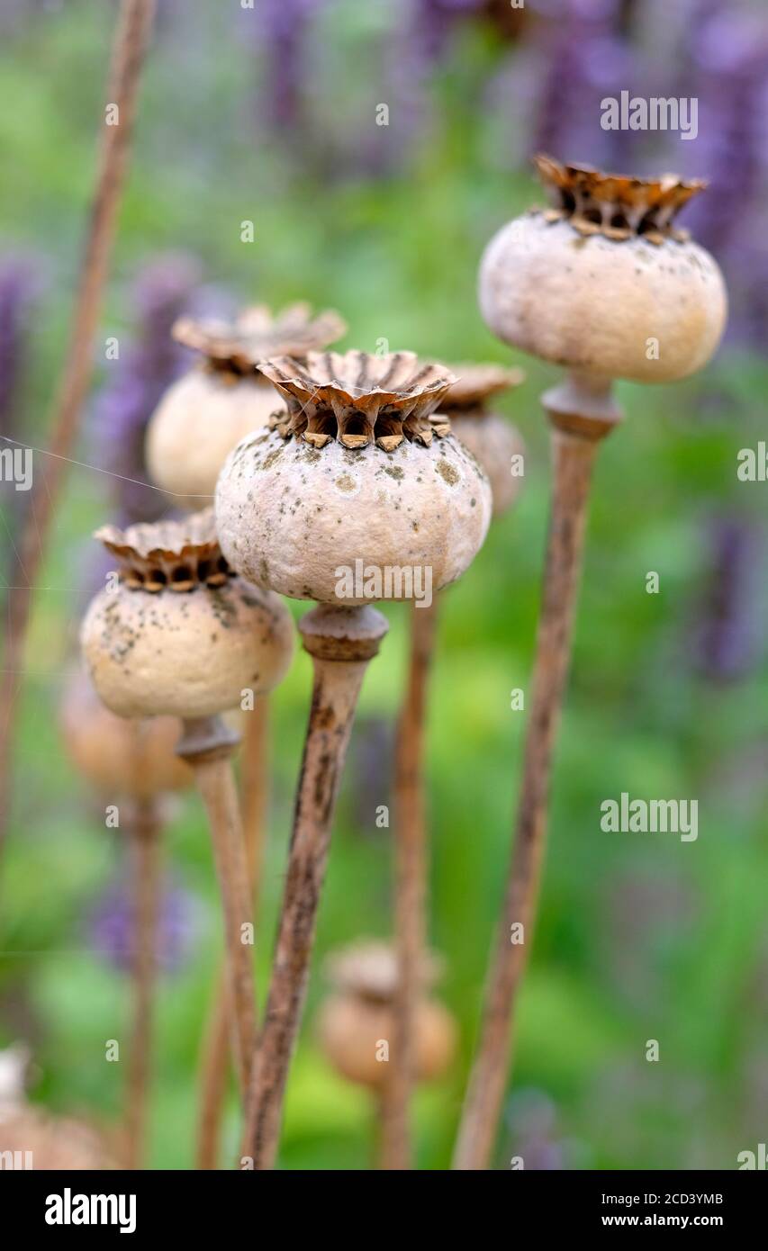 large brown poppy seed capsules in english garden, norfolk, england Stock Photo