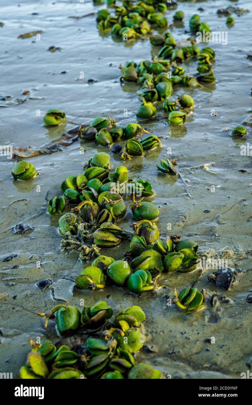 Black Mangrove plant sprouts, Acanthaceae, growing along the foreshore at Paihia, North Island, New Zealand. Stock Photo
