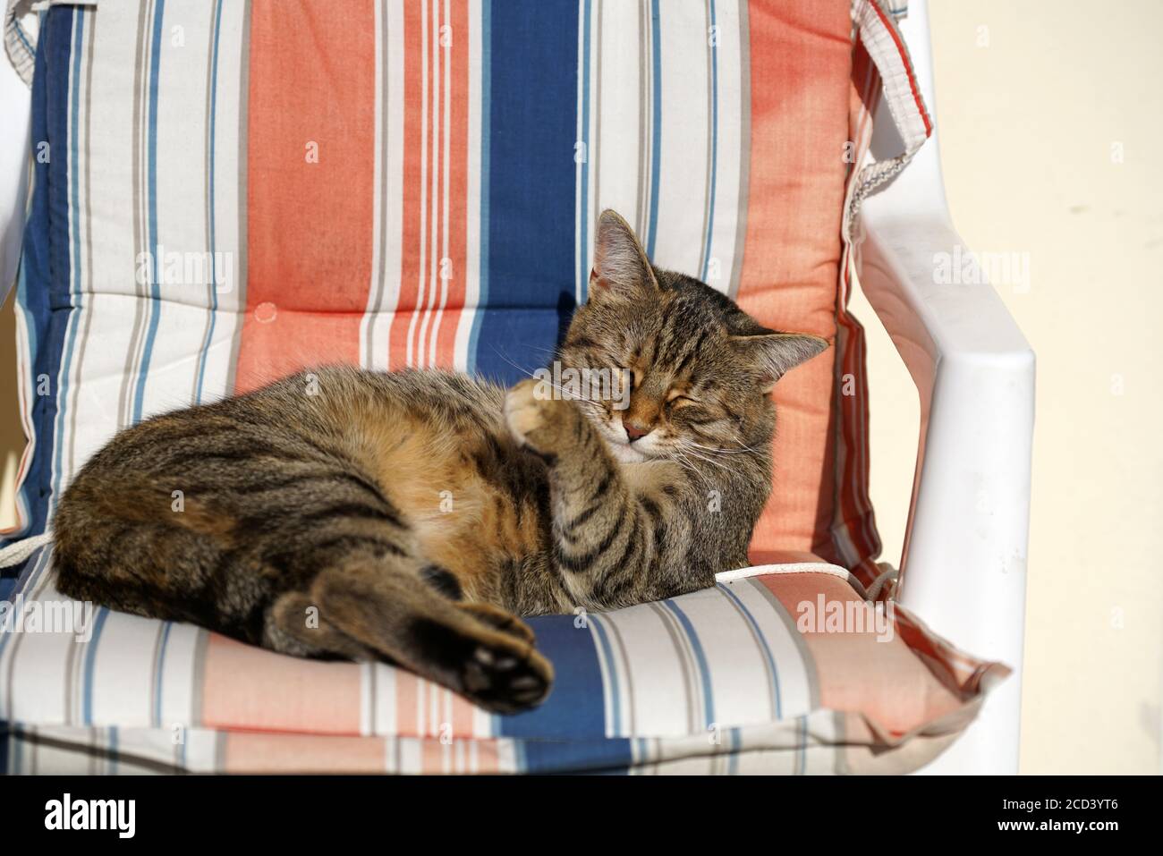 Cute cat sleeping on a chair Stock Photo Alamy