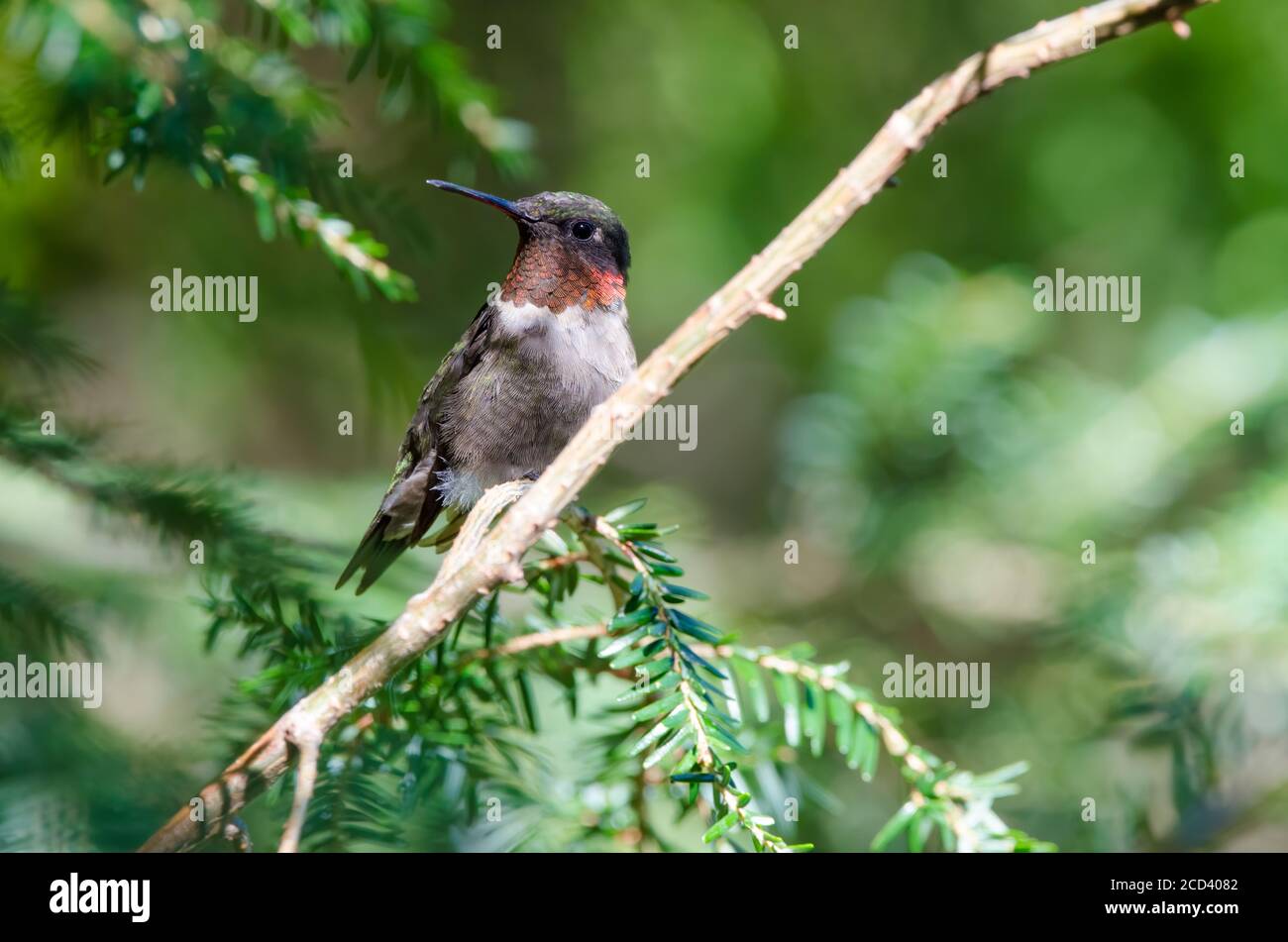 Ruby-throated Hummingbird (Archilochus colubris) perched in a cedar tree Stock Photo