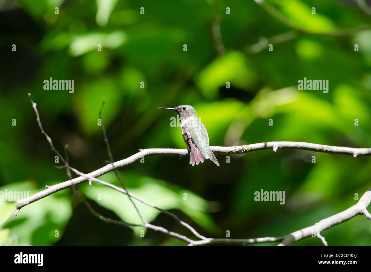 Ruby-throated Hummingbird (Archilochus colubris) perched in a tree Stock Photo