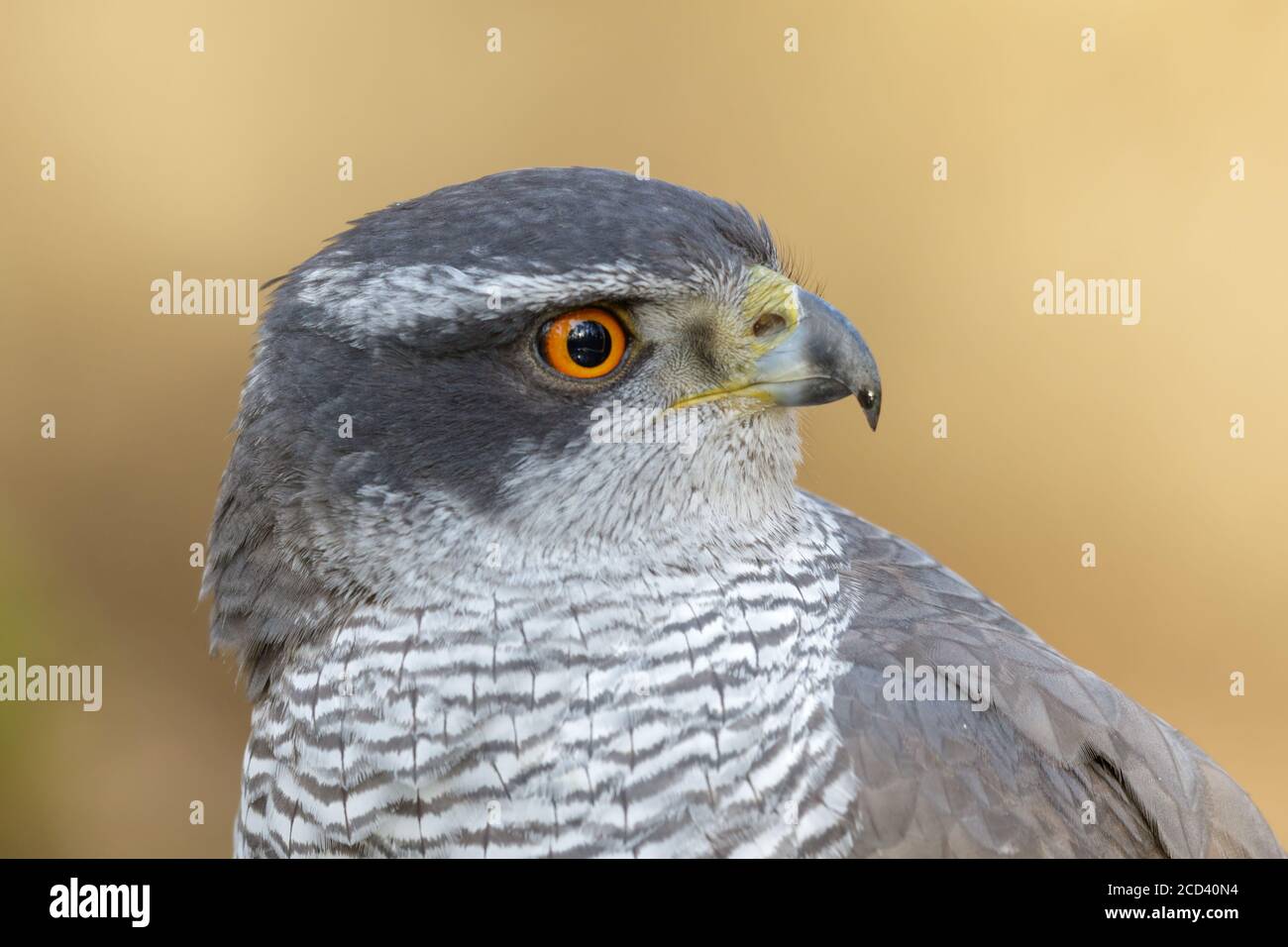 northern-goshawk-portret-with-orange-eyes-made-at-the-utrechtse