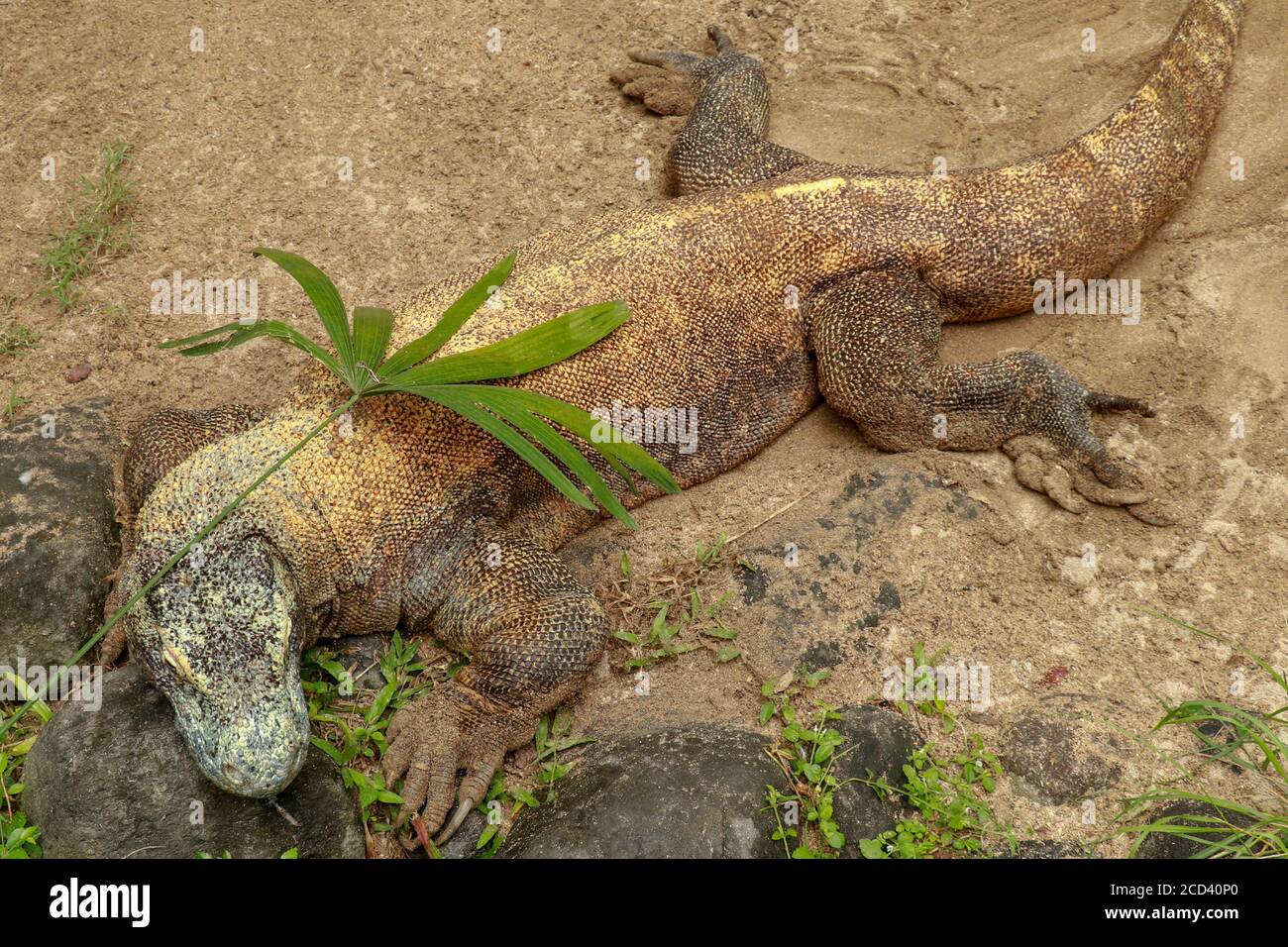 Komodo dragon, Varanus komodoensis, single lizard on floor, Komodo ...