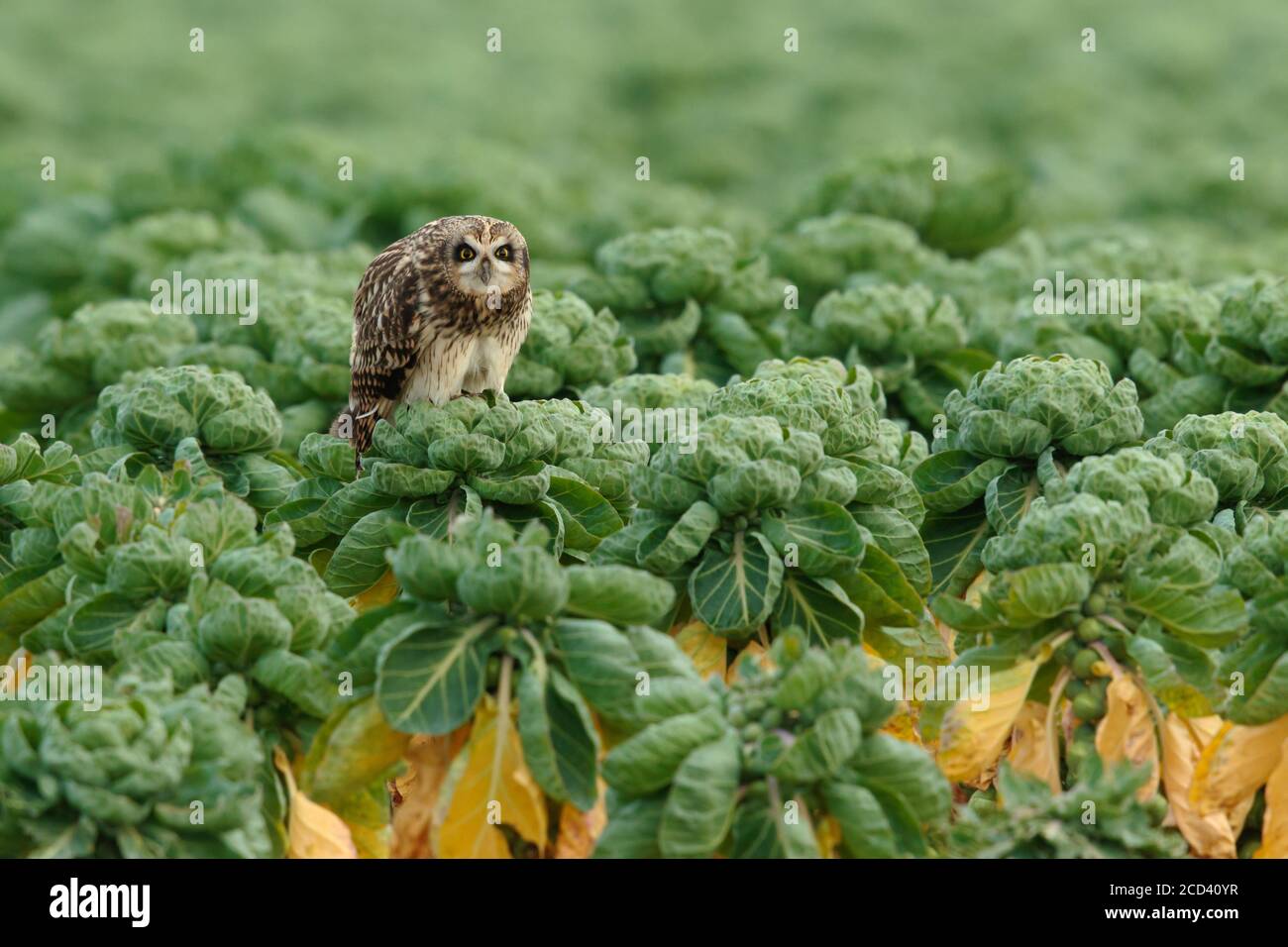 Short-eared owl (Asio flammeus) sitting on a sprout stump in an agricultural field in the Netherlands. Stock Photo