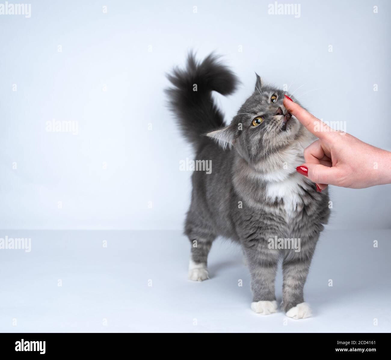 gray maine coon cat licking cat malt for digestive health off a finger from female human hand on