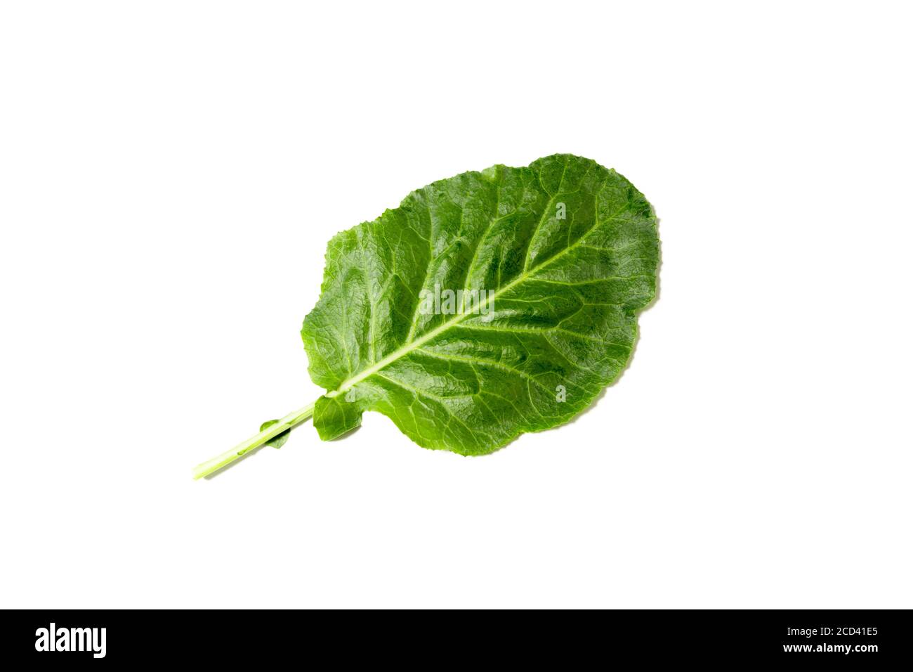 It is a kind of leaf vegetable for ssam. Ssam, one of the Korean dishes, means eating meat, rice, soybean paste, and other foods wrapped in leaf veget Stock Photo