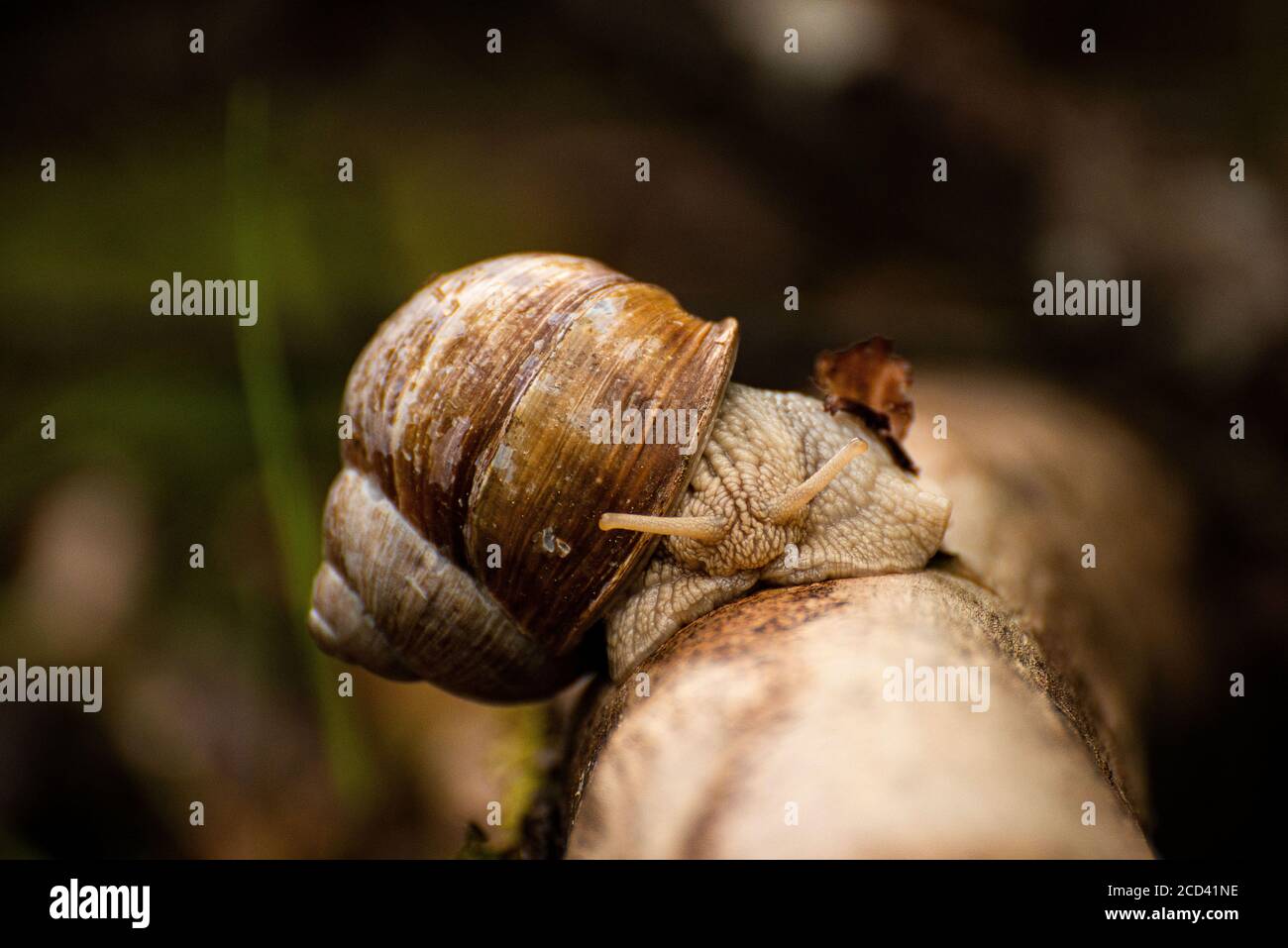 A snail of a branch. // Eine Weinbergschnecke kriechend auf einem Ast. Stock Photo