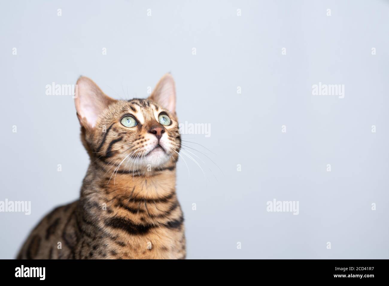 studio portrait of a young bengal cat looking up in front of white background Stock Photo