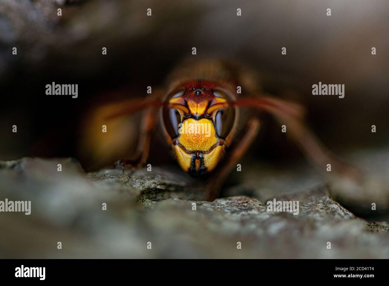 A Hornet in its natural habitat. // Eine Hornisse in ihrer natürlichen Umgebung. Stock Photo