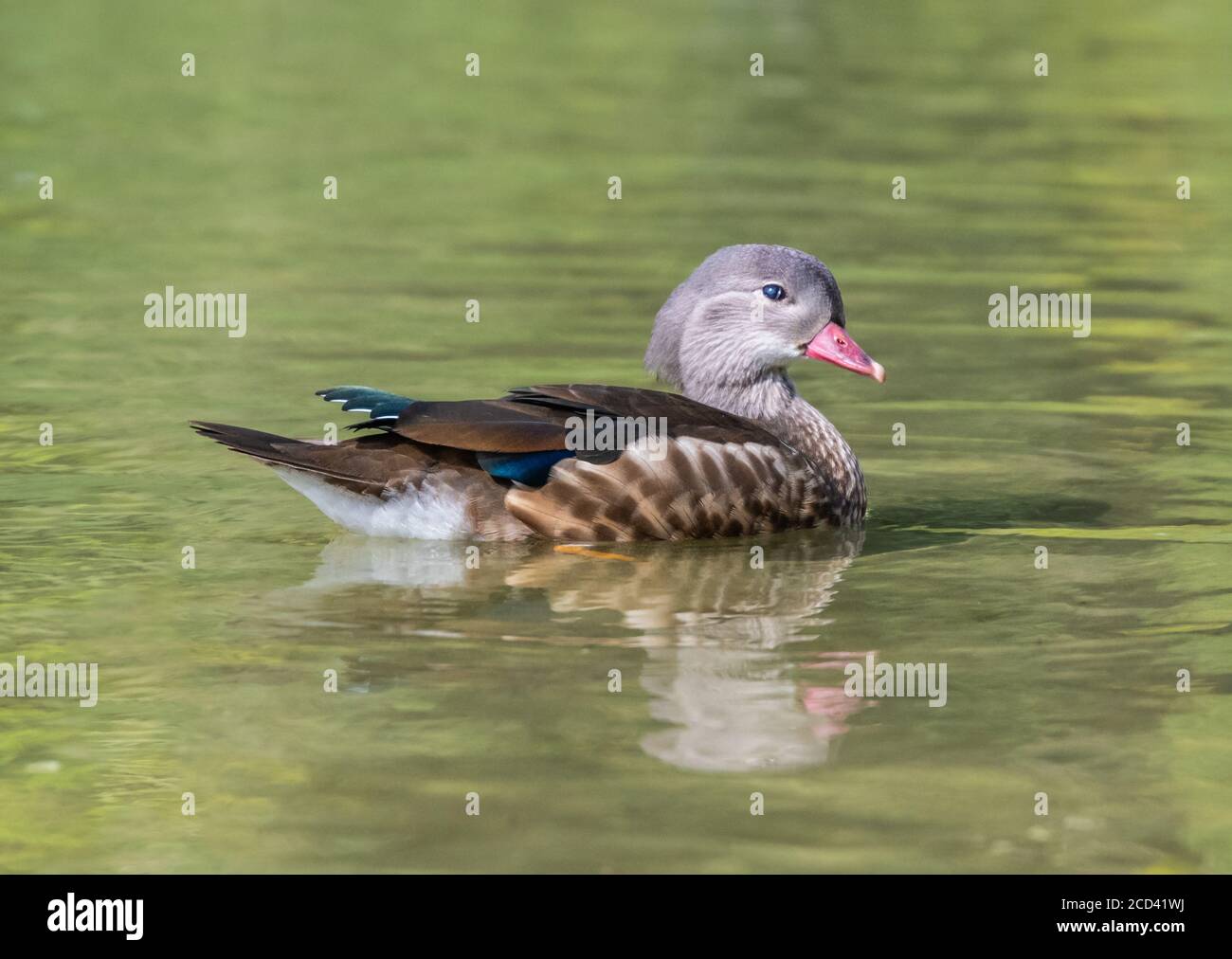 Young baby juvenile male (drake) Mandarin Duck (Aix galericulata), side view, swimming on water in Summer in West Sussex, England, UK. Stock Photo