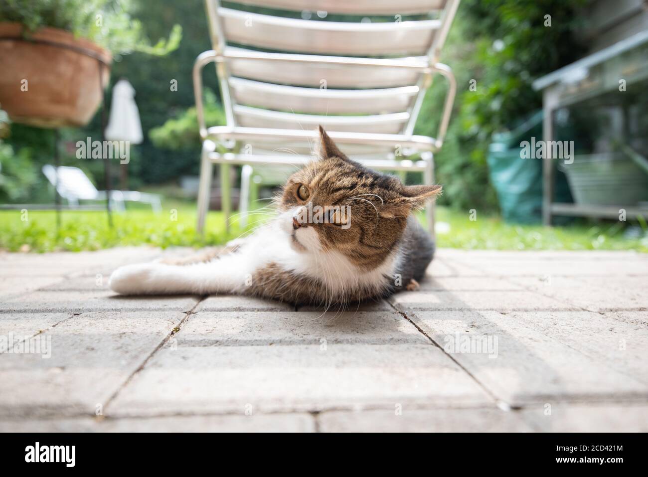 cat lying on grass relaxing in the shade of a sun bed on a hot and ...