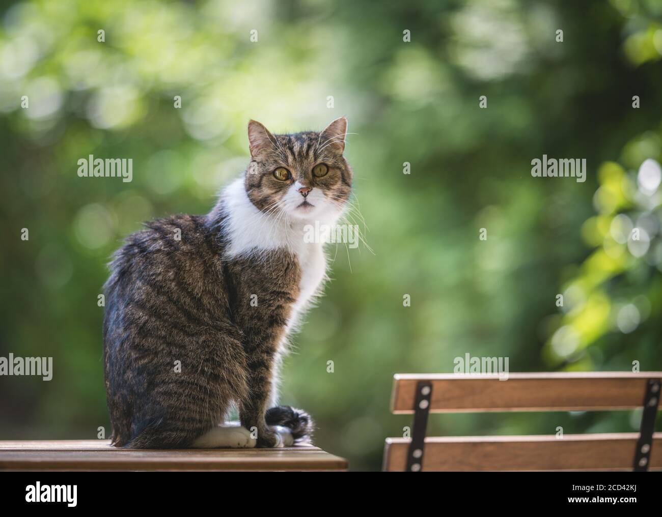 side view of a tabby white british shorthair cat standing on a garden ...