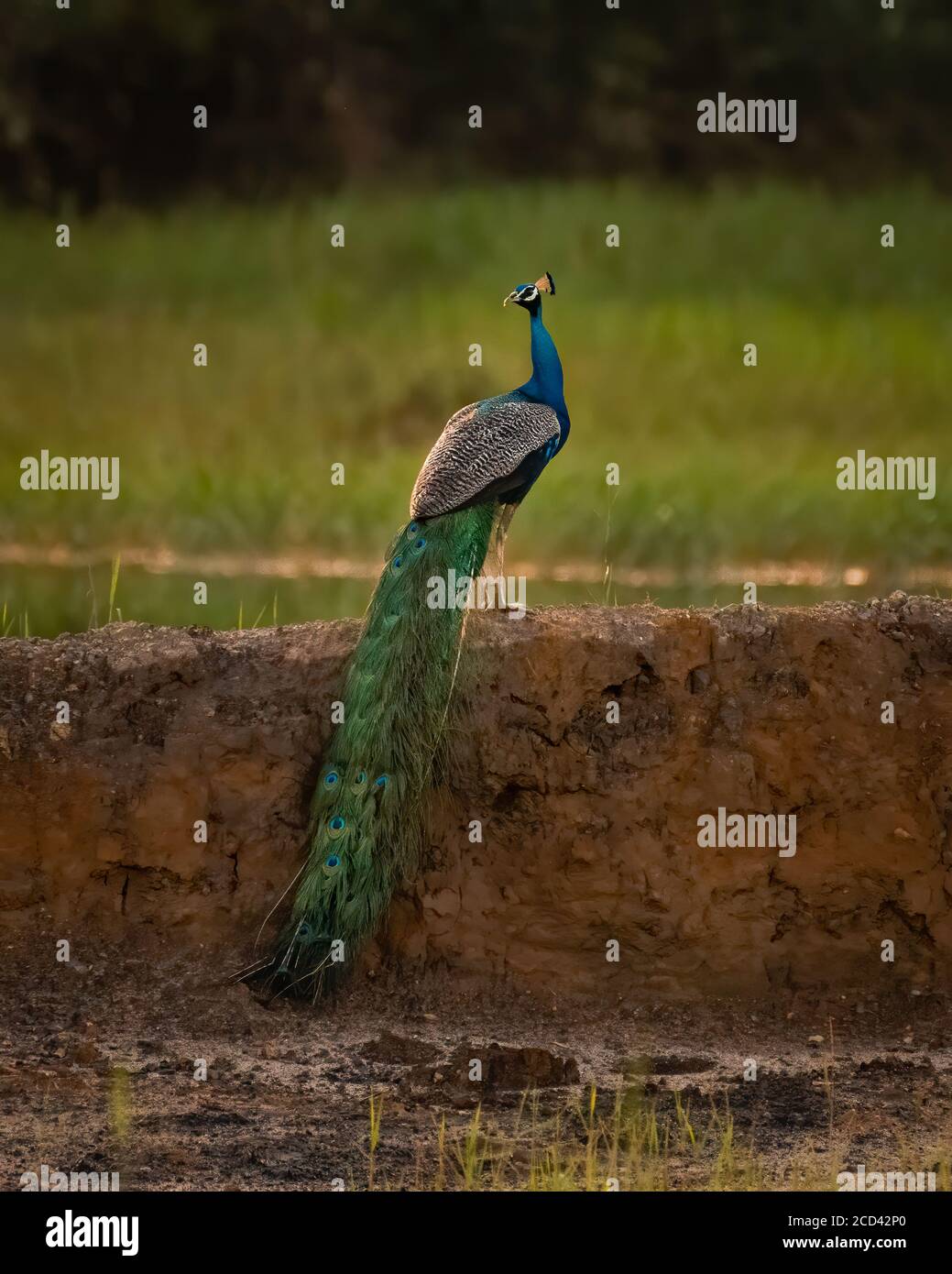 A gorgeous Indian Peafowl (Pavo cristatus), and its beautiful plumage, perched on a wall at Mangalore in Karnataka, India. Stock Photo