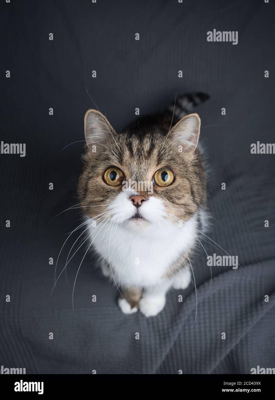 tabby british shorthair cat looking up begging for treats Stock Photo
