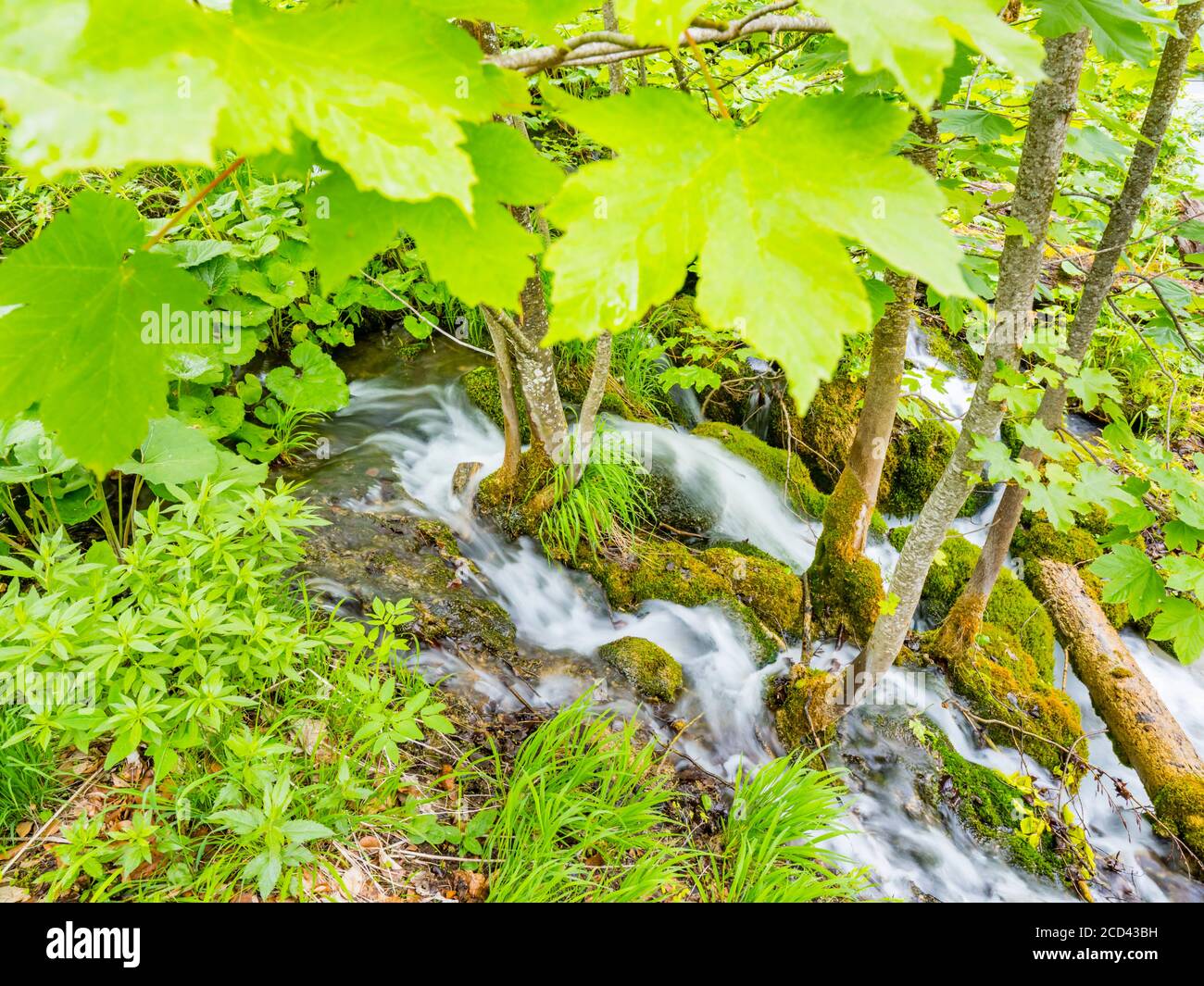 National park Plitvice lakes in Croatia Europe water flowing waterflow small river meandering under canopy of leaves trees Stock Photo