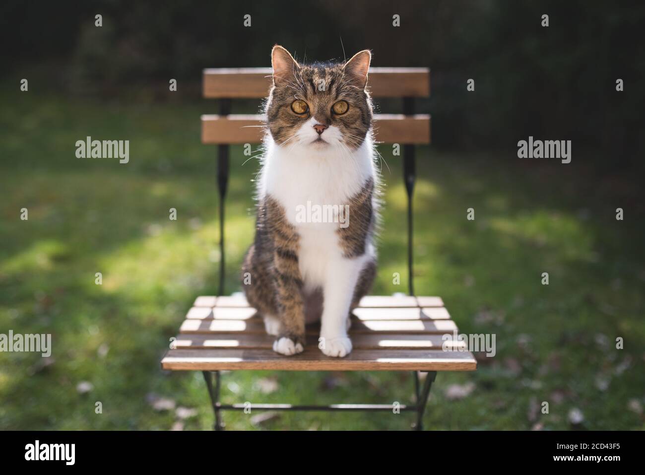 front view of a backlit tabby white british shorthair cat sitting on a ...
