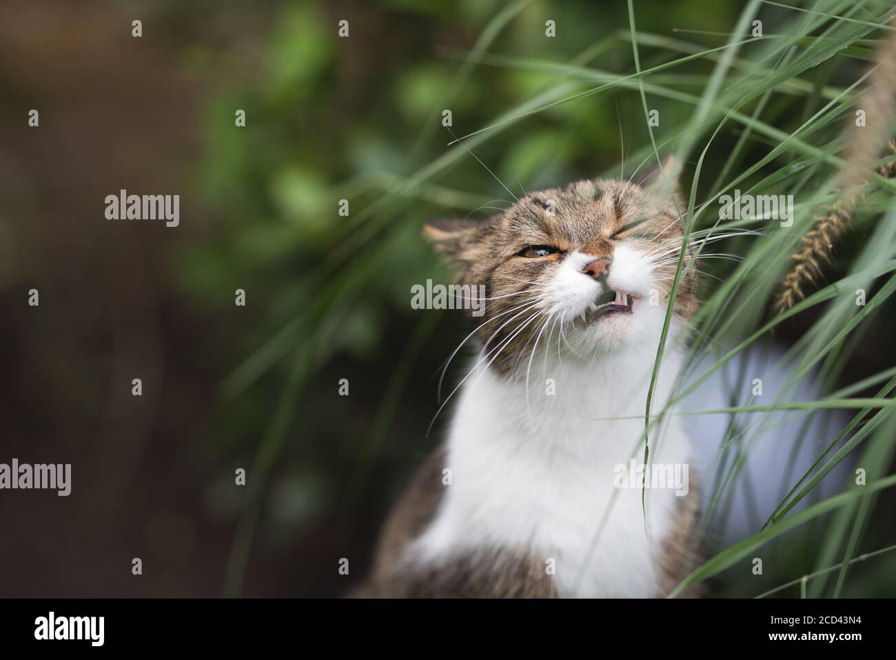 tabby british shorthair cat chewing on pampas grass with mouth opened