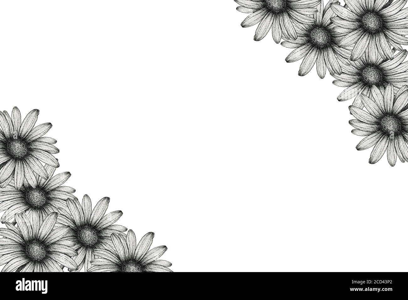 Hoa cúc đen trắng là sự kết hợp hoàn hảo giữa sự quyến rũ và tinh tế. Hãy chiêm ngưỡng đầy ấn tượng của chúng trên hình ảnh để cảm nhận được vẻ đẹp của hoa cúc đen trắng.