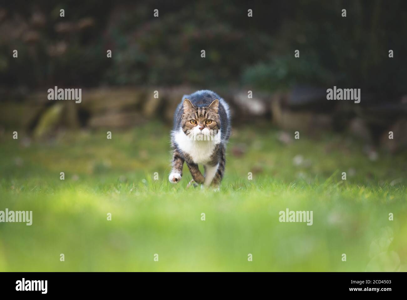 front view of a tabby british shorthair cat running towards camera in high speed mode surrounded by botany Stock Photo