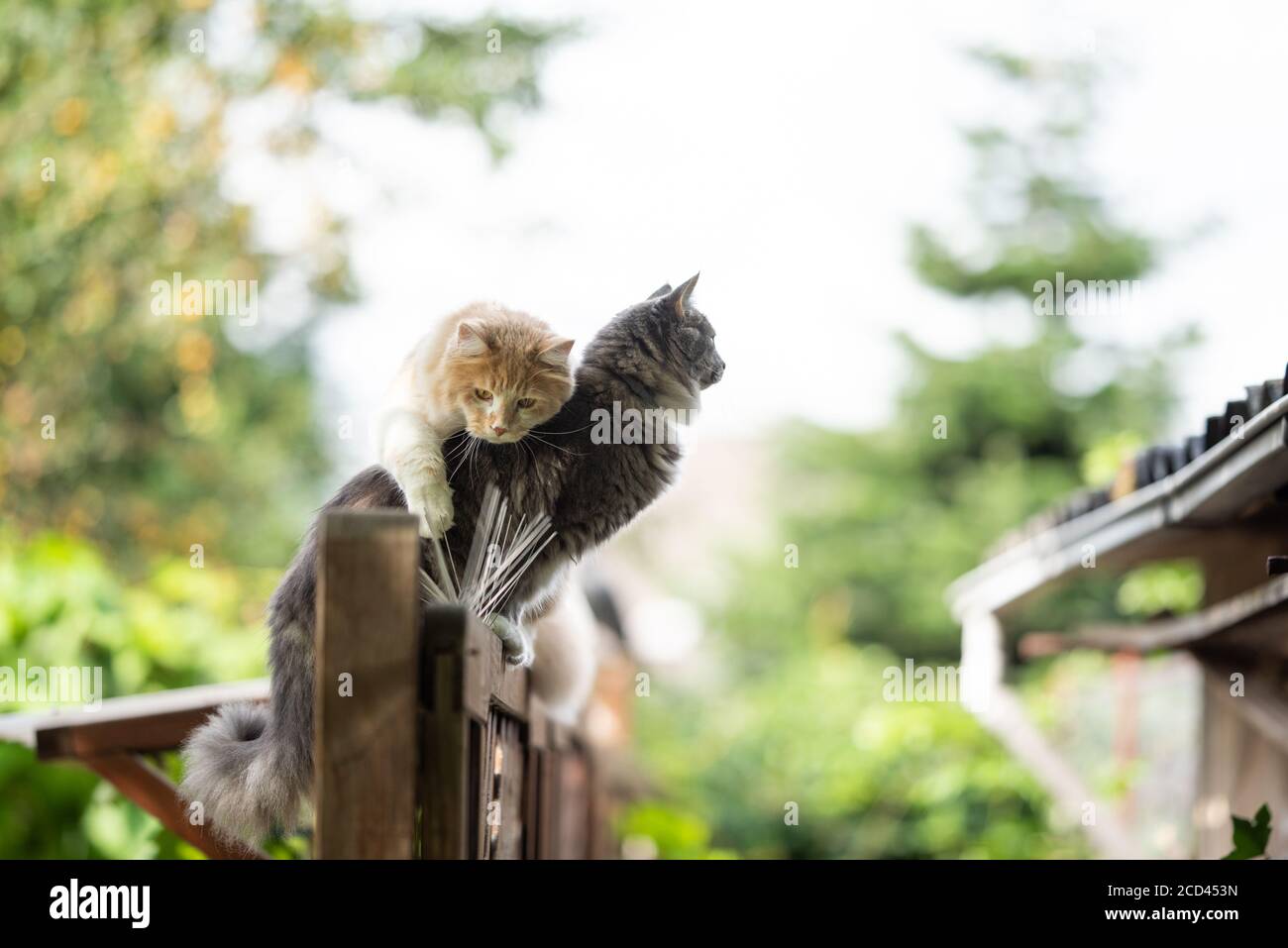 two maine coon cats balancing on fence outdoors. one cat tries to climb