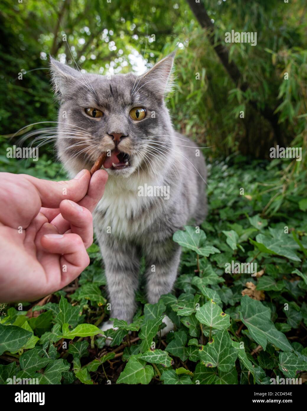 funny portrait of human hand feeding young blue tabby white maine coon