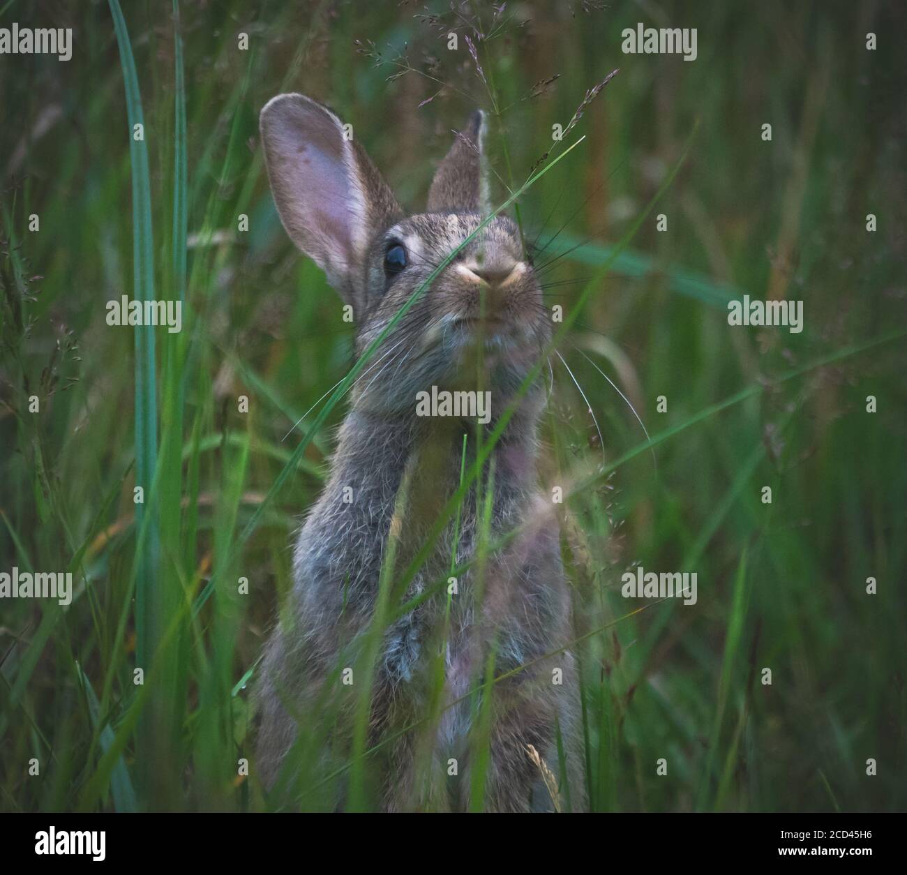 rabbit sniffing grass Stock Photo Alamy