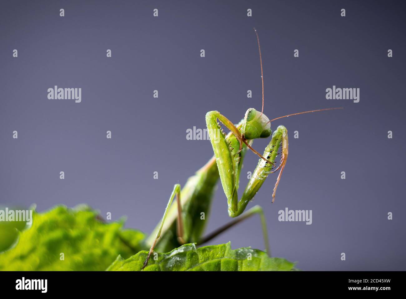 European Praying Mantis female or Mantis religiosa close up against dark background. Large predatory insect Stock Photo