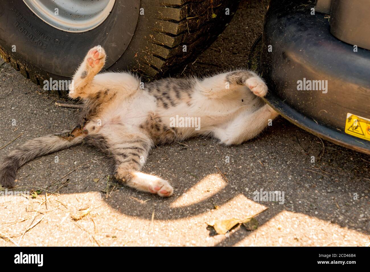 Cat sleeps directly under the car tyre Stock Photo