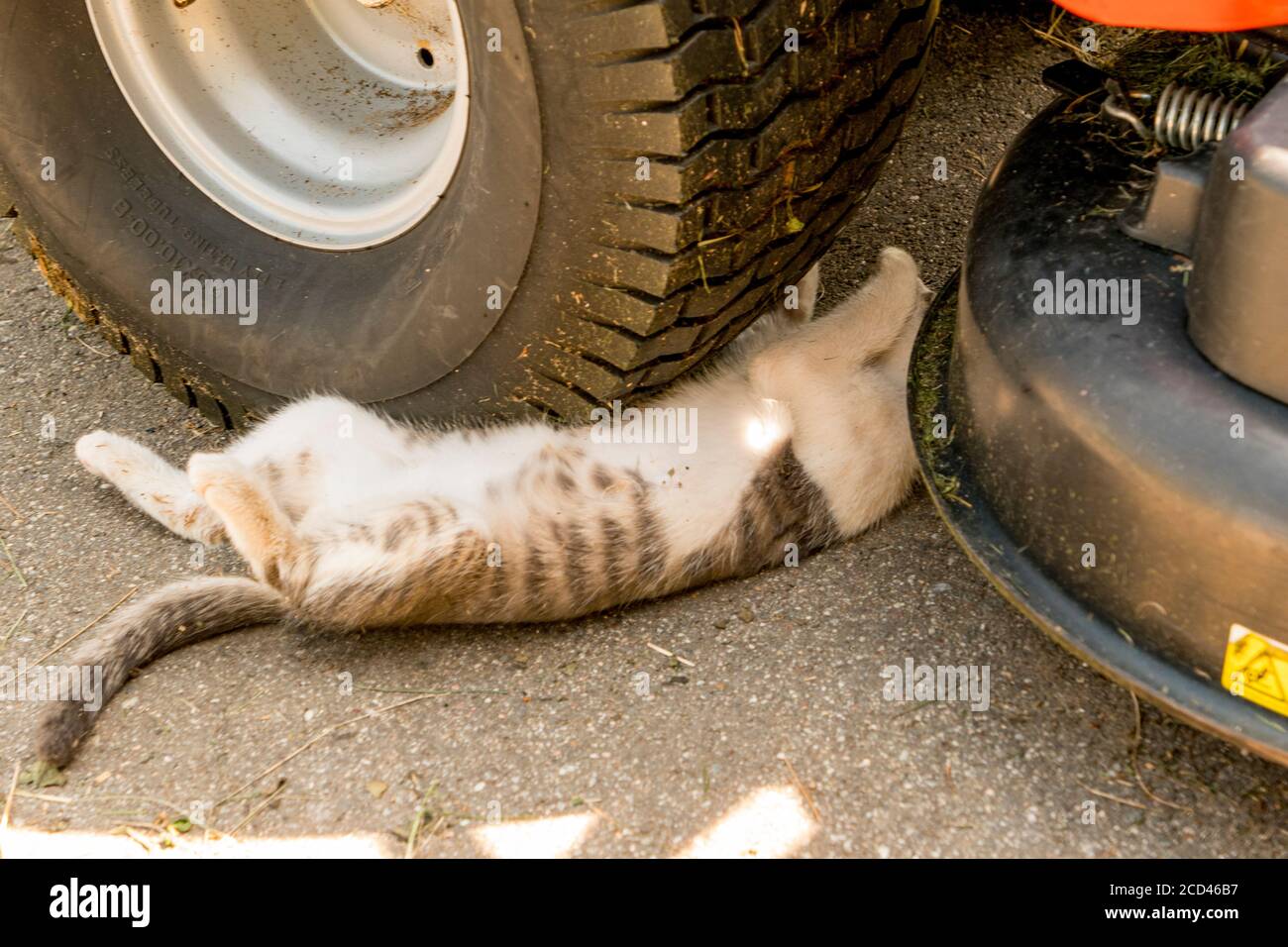 Cat sleeps directly under the car tyre Stock Photo
