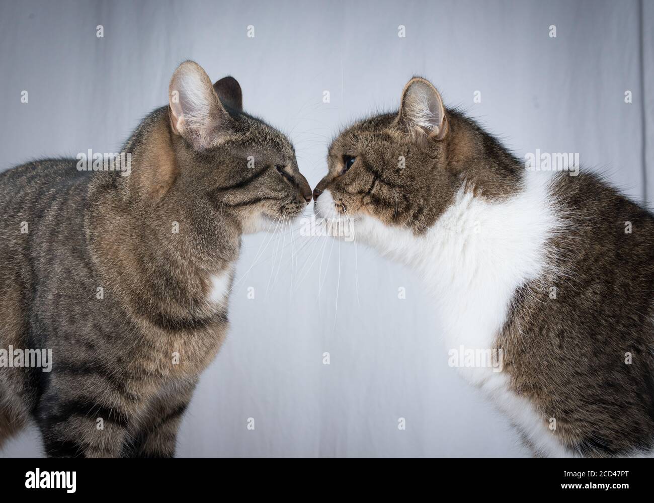 tabby british shorthair cat kissing tabby domestic cat in front of white curtain Stock Photo