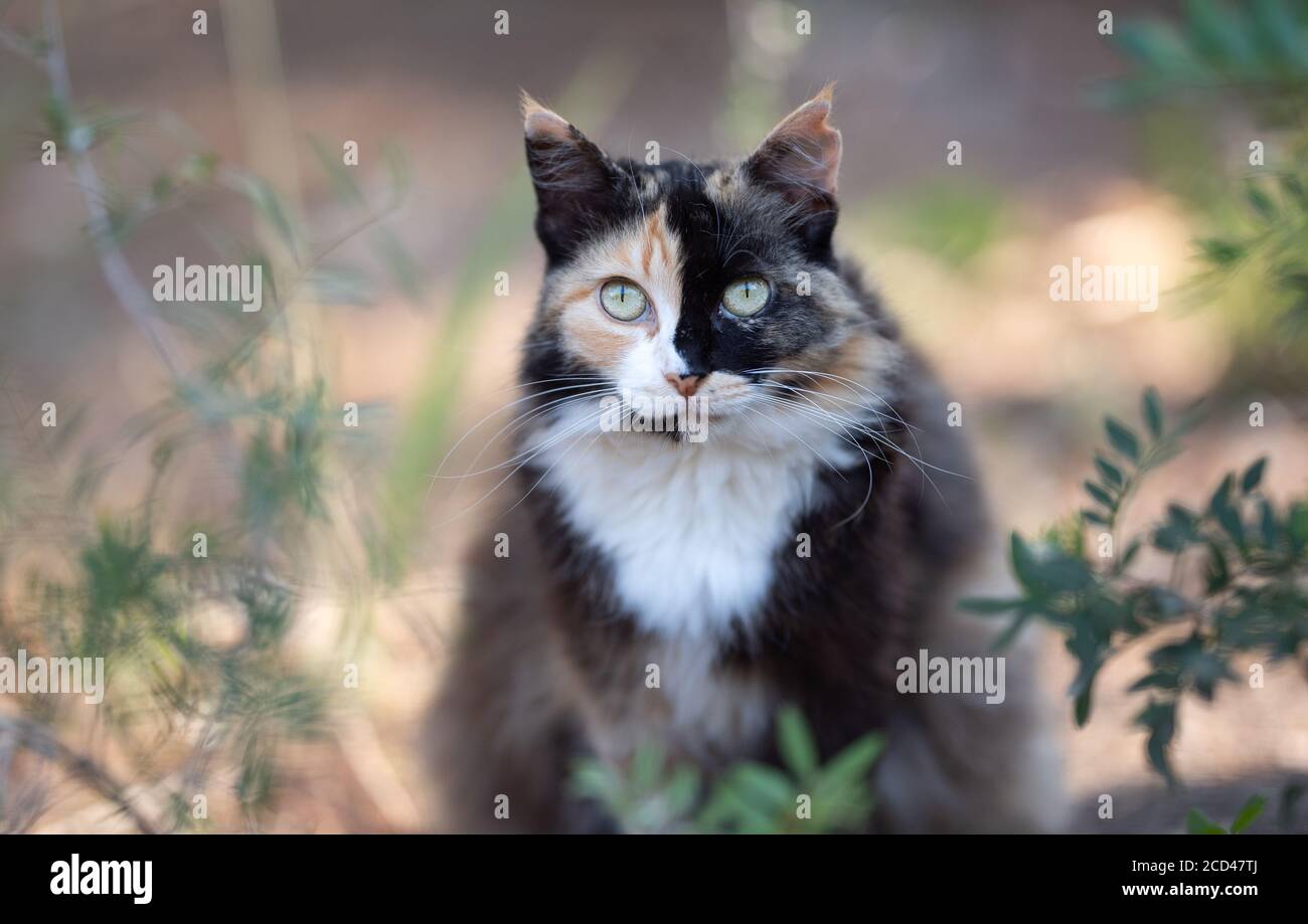 Mallorca 2019 Portrait Of A Beautiful Tortoiseshell Stray Cat With Ear Notch In The Forest Of Cala Gat Majorca Looking At Camera Stock Photo Alamy