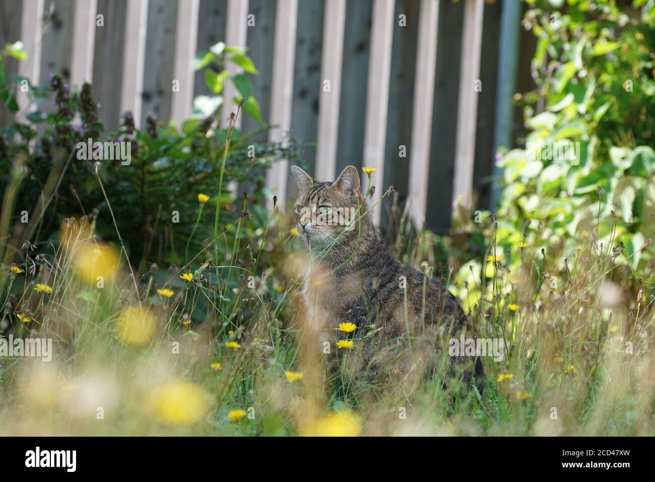 Beautiful and cute cat with green eyes in the garden Stock Photo - Alamy